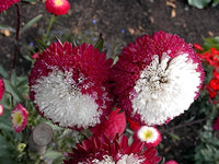 Aster Red Rainbow Chrysanthemum Perennial Flower Seeds