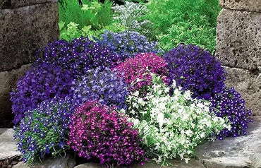 Lobelia Flower Easy Grow Plant Seeds