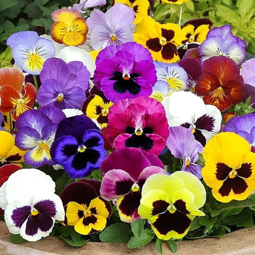 Viola Sorbetto Blues Mix seeds – vibrant annual bloomers for pots and borders