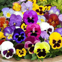 Viola Sorbetto Blues Mix seeds – vibrant annual bloomers for pots and borders