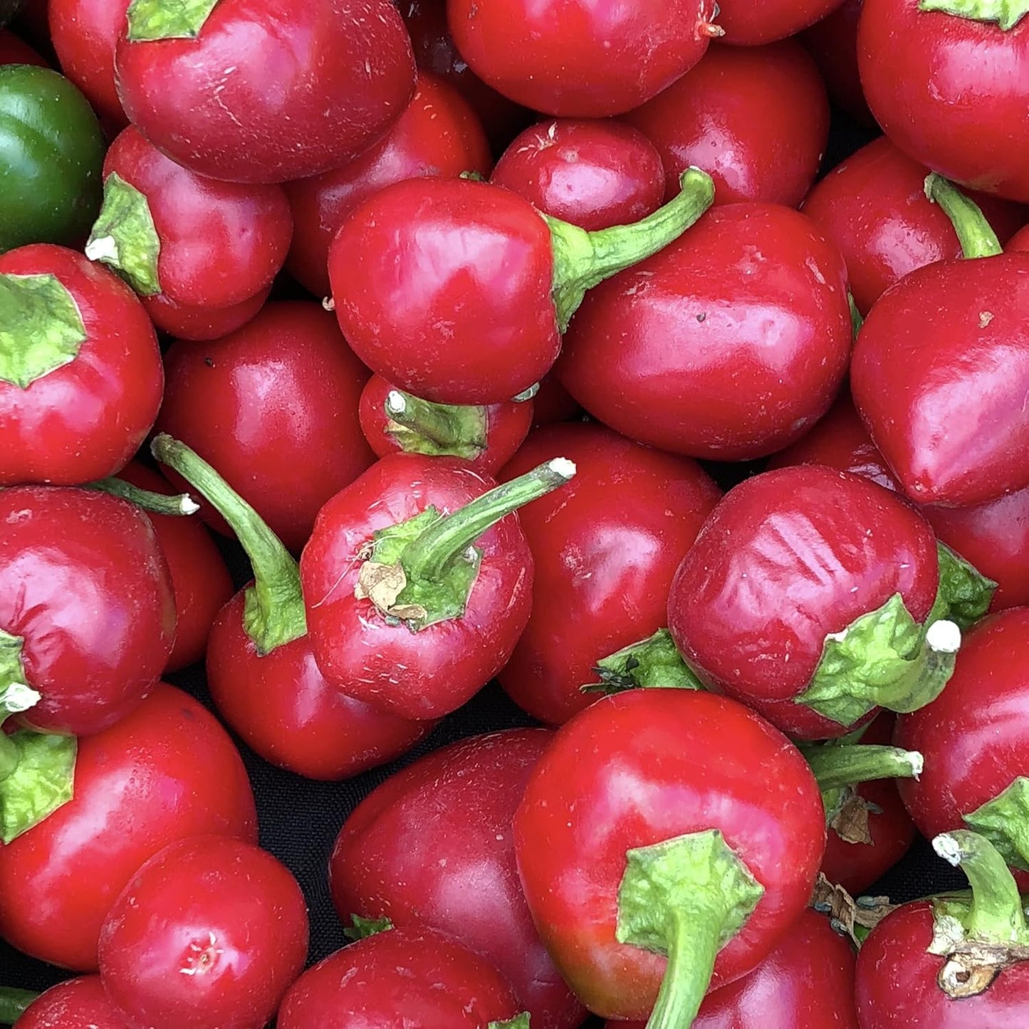 Cherry Bomb Pepper Vegetable Seeds for Planting - heirloom & Non-GMO Seeds