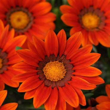 Ground cover plant seeds – low-growing flowering mix