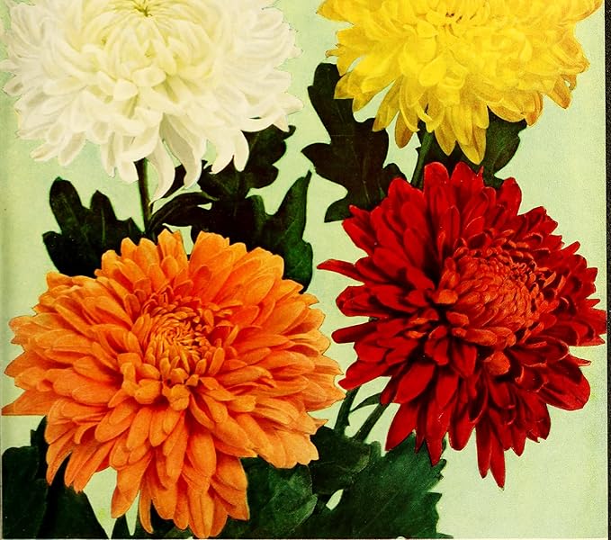 Mixed Chrysanthemum Flower Seeds for Indoor & Garden