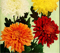 Mixed Chrysanthemum Flower Seeds for Indoor & Garden