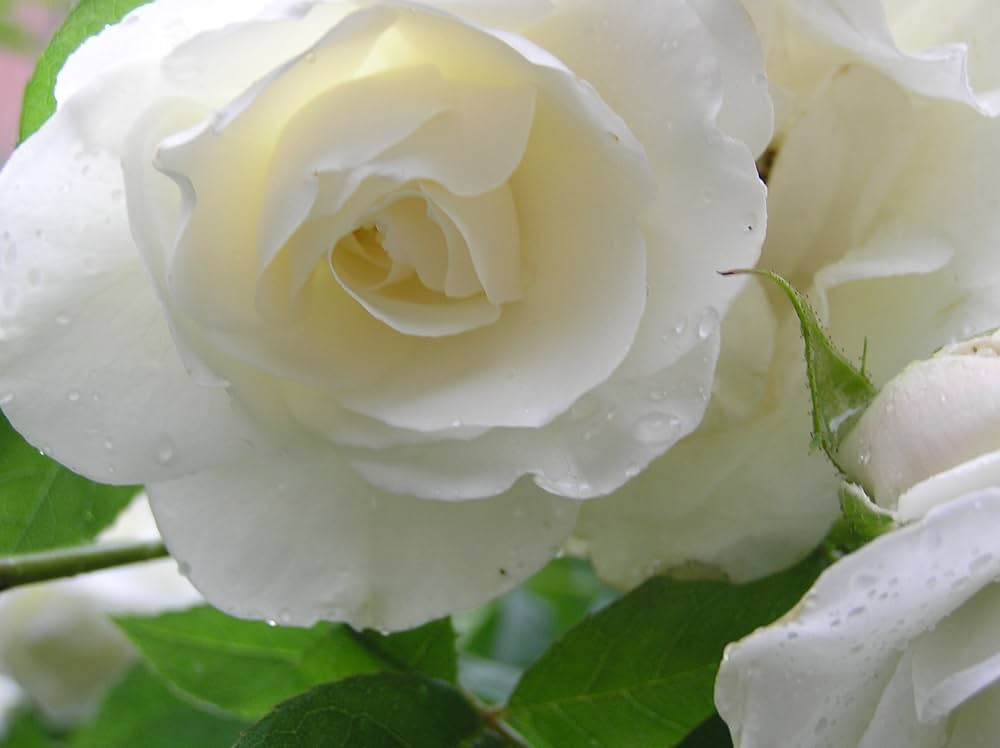 White rose seeds for planting – perennial flowering plant seeds with pure white petals, suitable for gardens, landscapes, and container gardening