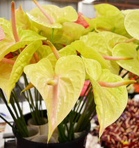 Heirloom Non-GMO Anthurium Flower Seeds for Planting – Tropical Houseplant Seeds