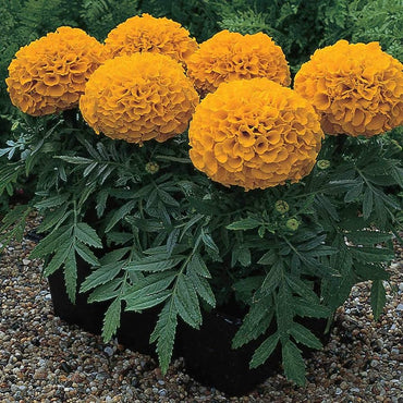 African Marigold Antigua Primrose seeds for bright yellow garden blooms
