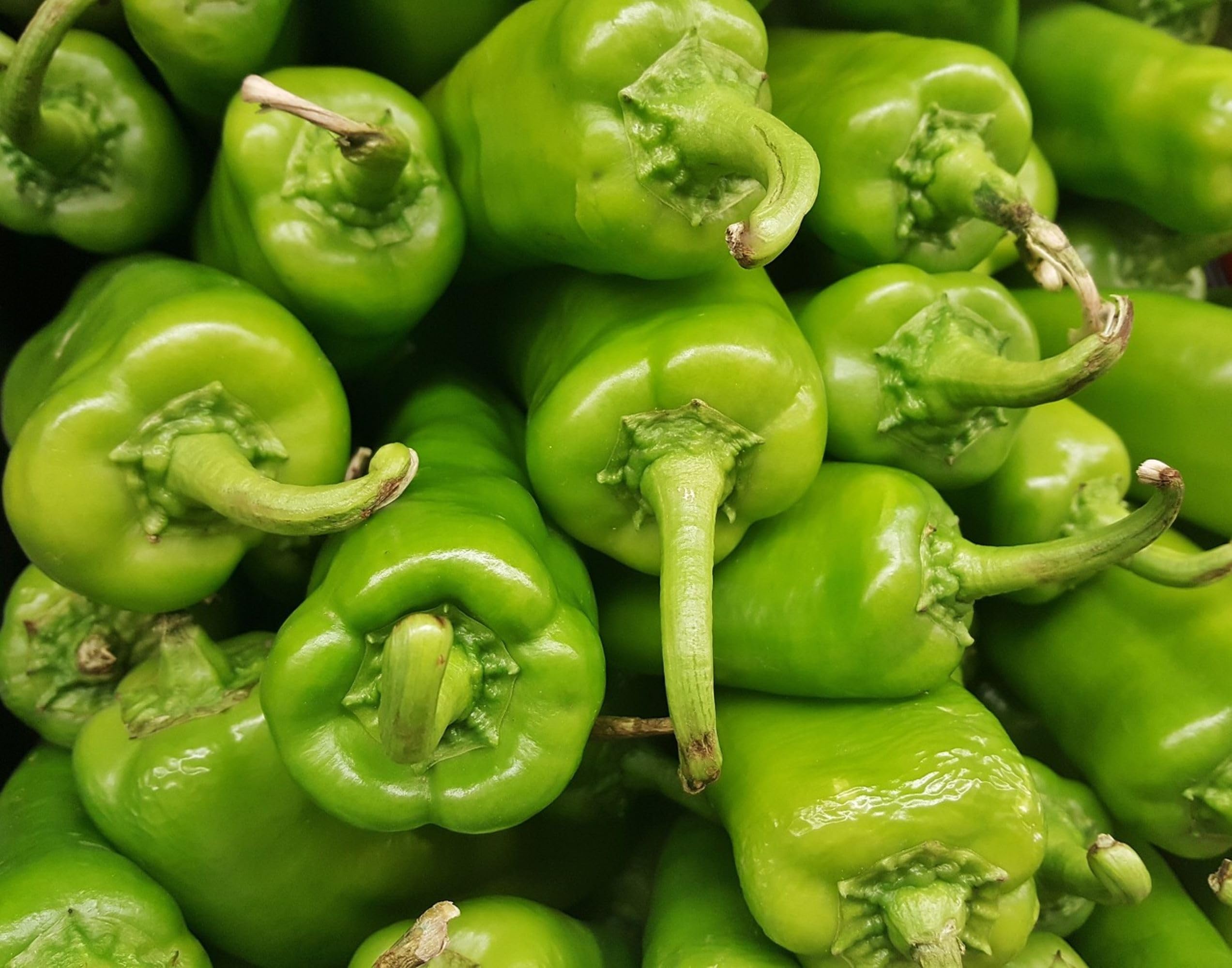 Anaheim peppers from Capsicum annuum seeds with long green fruit and mild heat