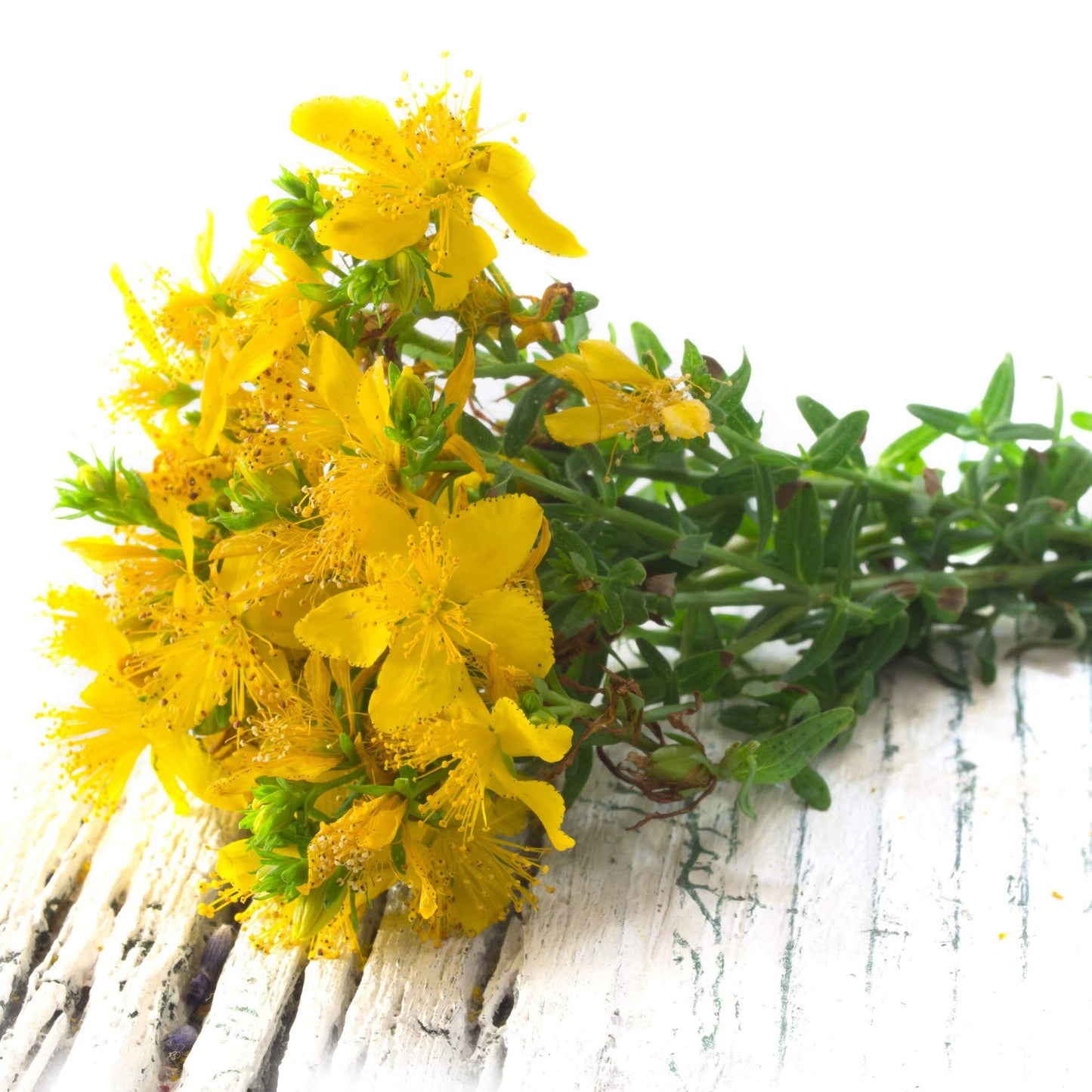 Heirloom Non-GMO Hypericum Flower Seeds for Planting – Medicinal Ornamental Garden Seeds - Non-GMO for planting in home garden