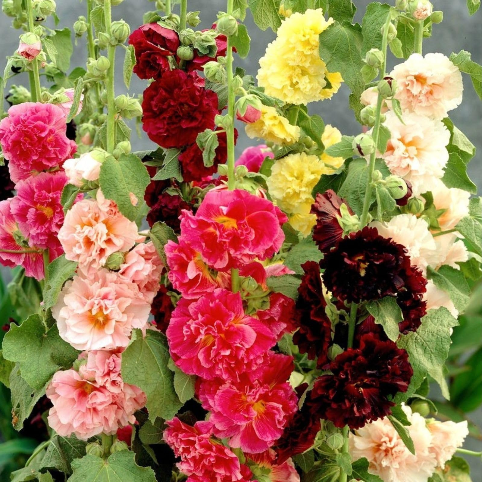 Hollyhock (flower Alcea rosea) for planting in garden
