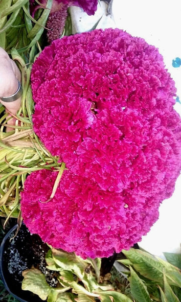 Massive Purple Brain Celosia seeds for 1-meter tall striking annuals
