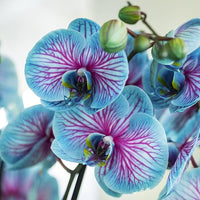 Rare Blue & Pink Phalaenopsis Orchid Flower Seeds – Non-GMO Heirloom for Planting