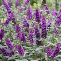 Heirloom Knight Butterfly Bush Flower Seeds for Planting, Non-GMO