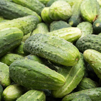 Cucumis Sativus Seeds Bush Pickle Cucumber Seeds for Planting in Pots and Raised Beds