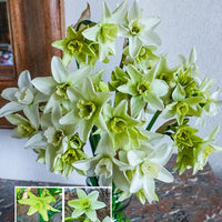 Polar Hunter Daffodil Seeds