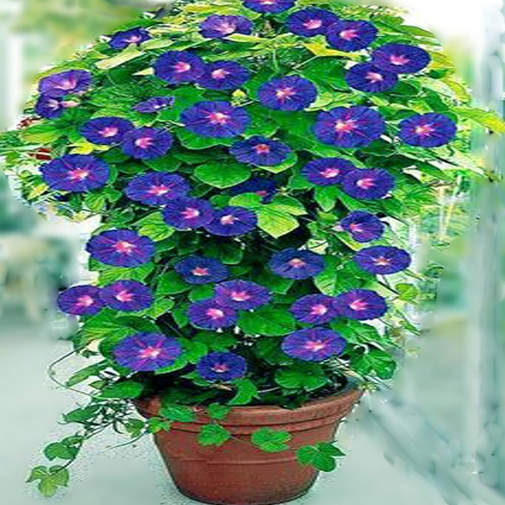 Ipomoea (Cairica Morning Glory) for planting in garden