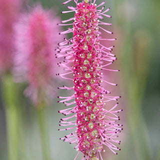 Blackthorn Greater Burnet
