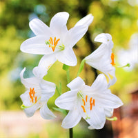 Pure White Lily Flower Seeds for Indoor and Outdoor Perennial Planting Blue