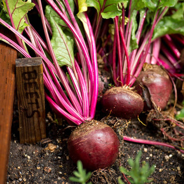 Red Ace Beet Beta Vulgaris Vegetable Seeds for Planting in Kitchen Garden and Raised Beds
