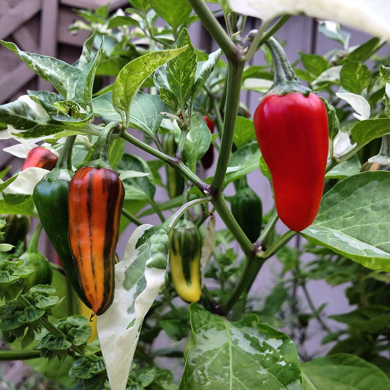Rare Sweet Mohawk Pepper seeds growing colorful striped chili peppers in shades of yellow, red, and orange, ideal for ornamental edible gardening