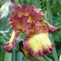 Red Hot Chili Reblooming Bearded Iris Seeds
