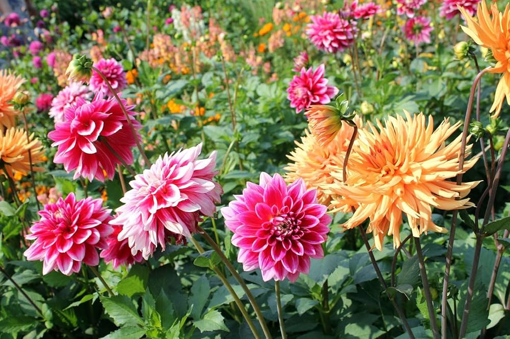 Dahlia Mixed Perennial Flower - for planting in home garden