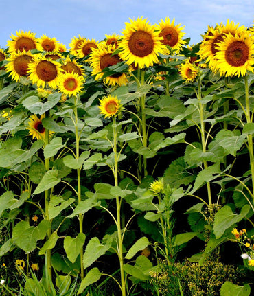 Sunflower Helianthus annuus Flower Seeds for Planting in Home Garden