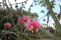 Heirloom Ellipticum Flower Seeds for Garden Planting, Non-GMO, Tropical Ornamental Blooms