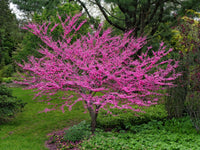 Heirloom Non-GMO Redbud Flower Seeds for Planting – Vibrant Ornamental Tree Seeds