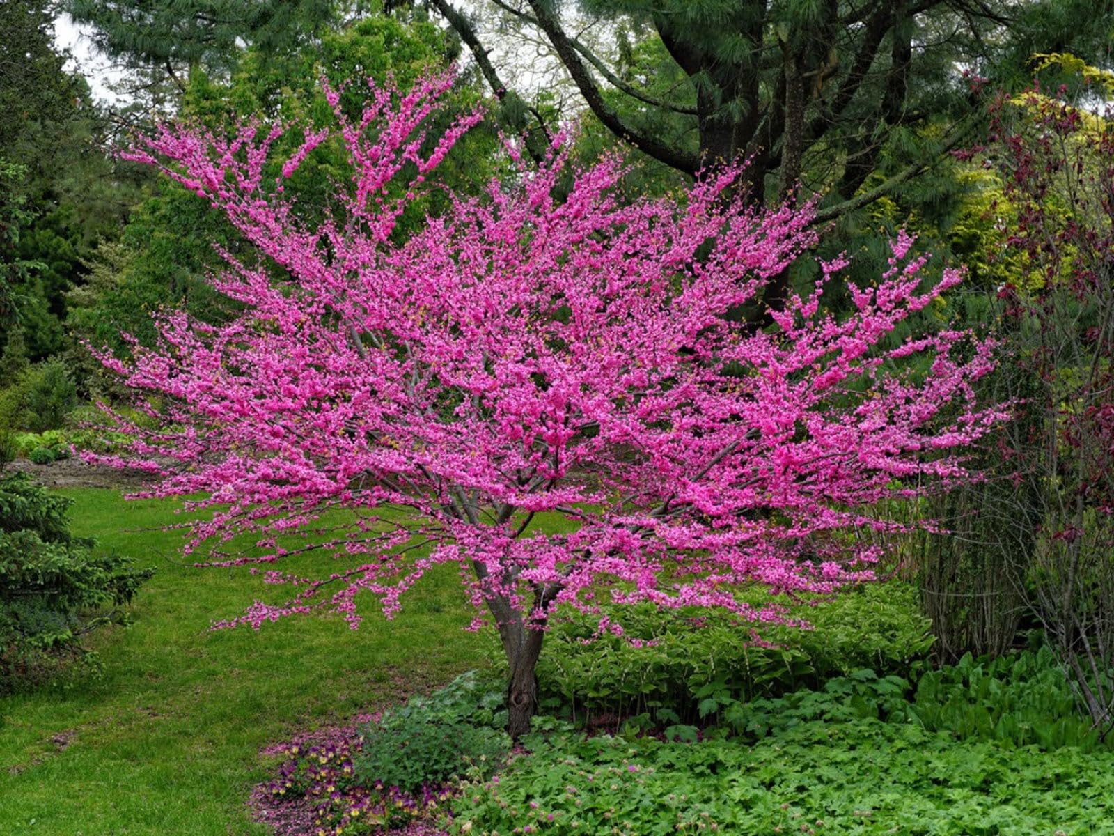 Heirloom Non-GMO Redbud Flower Seeds for Planting – Vibrant Ornamental Tree Seeds - Non-GMO for planting in home garden