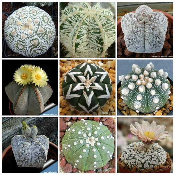 Heirloom Non-GMO Astrophytum Plant Seeds for Planting – Rare Cactus Variety for Decorative Gardens