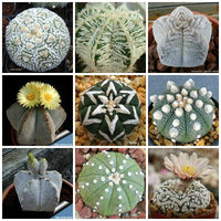 Heirloom Non-GMO Succulent Bonsai Plant Seeds for Planting - Non-GMO for planting in home garden