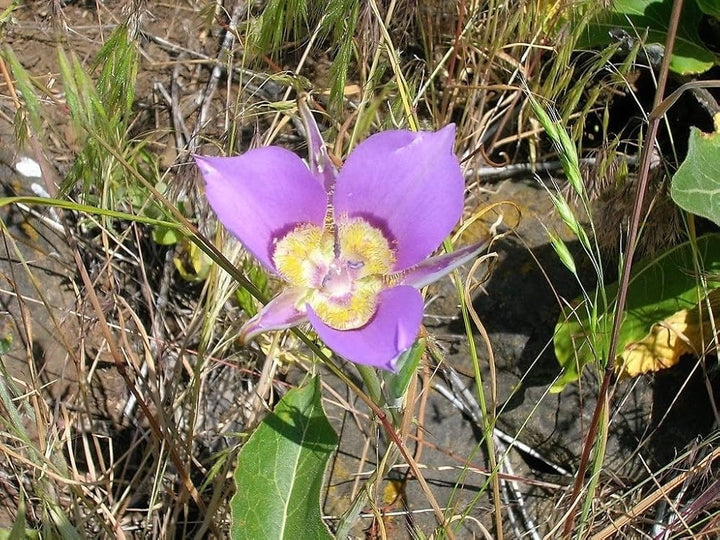 Heirloom Non-GMO Calochortus macrocarpus Flower Seeds | Sagebrush Mariposa Lily Seeds for Native Wildflower Gardens