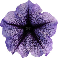 Futaba Petunia Kabloom Calibrachoa Seeds - Tinted Purple for Planting - Heirloom, NON-GMO Seeds - Petunia for planting in home garden