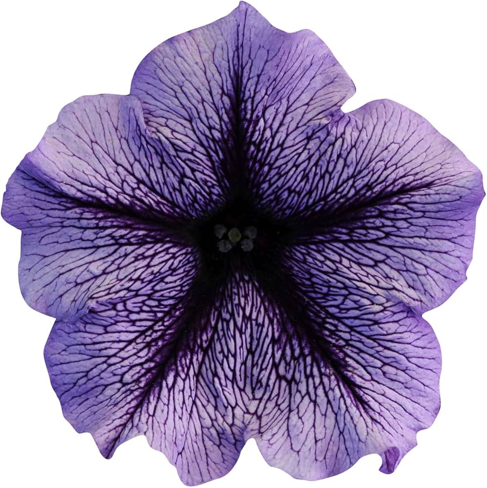 Futaba Petunia Kabloom Calibrachoa Seeds - Tinted Purple for Planting - Heirloom, NON-GMO Seeds - Petunia for planting in home garden