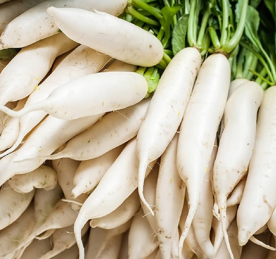 Japanese Daikon Radish Raphanus Sativus Vegetable Seeds for Planting in Kitchen Garden and Raised Beds