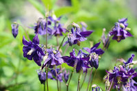 Dark purple Columbine flower seeds for planting hummingbird gardens