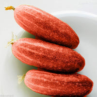 Cucumber Cucumis sativus Vegetable Seeds for Planting Red Variety in Kitchen Garden