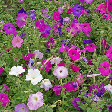 Heirloom Non-GMO Mixed Laura Flower Seeds for Colorful Garden Borders and Seasonal Planting