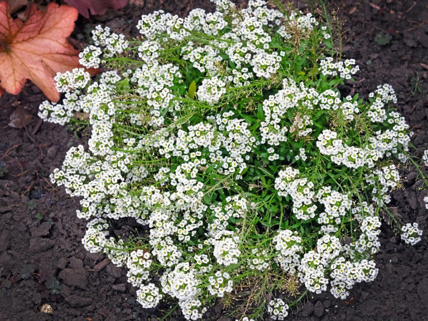 White Sweet Alyssum (Lobularia Maritima) seeds growing into low, bushy plants with masses of tiny, fragrant white flowers
