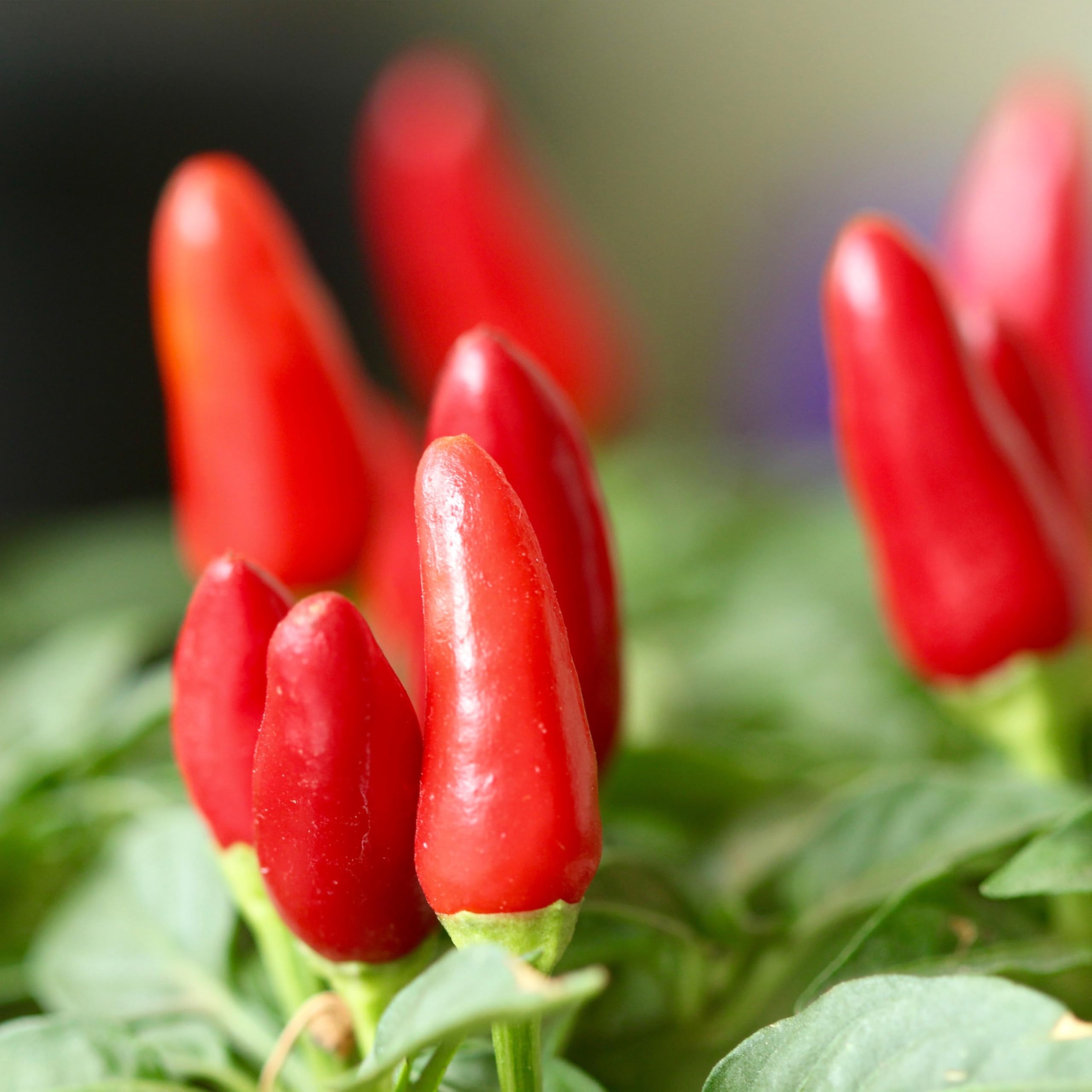 Purple (pequin pepper Capsicum annuum organic hot) for planting in garden