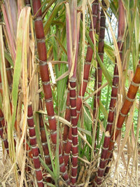 Sugarcane Plant Seed Pack for Growing Sweet Cane Stalks - Plant Seeds for Home Garden
