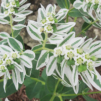Heirloom White Green Euphorbia Marginata Flower Seeds for Planting, Non-GMO