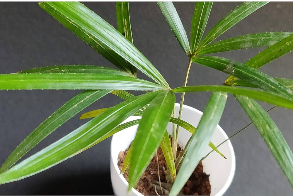 Evergreen Rattan seeds growing into hardy, climbing plants with woody vines, ideal for trellises and natural fencing