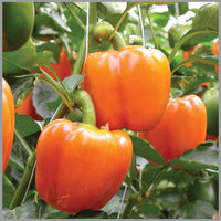Sweet orange bell pepper Capsicum annuum seeds for planting in balcony containers or kitchen gardens