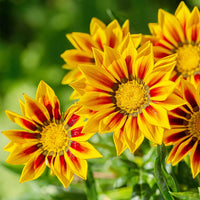 Heirloom Non-GMO Gazania Flower Seeds for Planting – Vibrant Drought-Tolerant Blooms