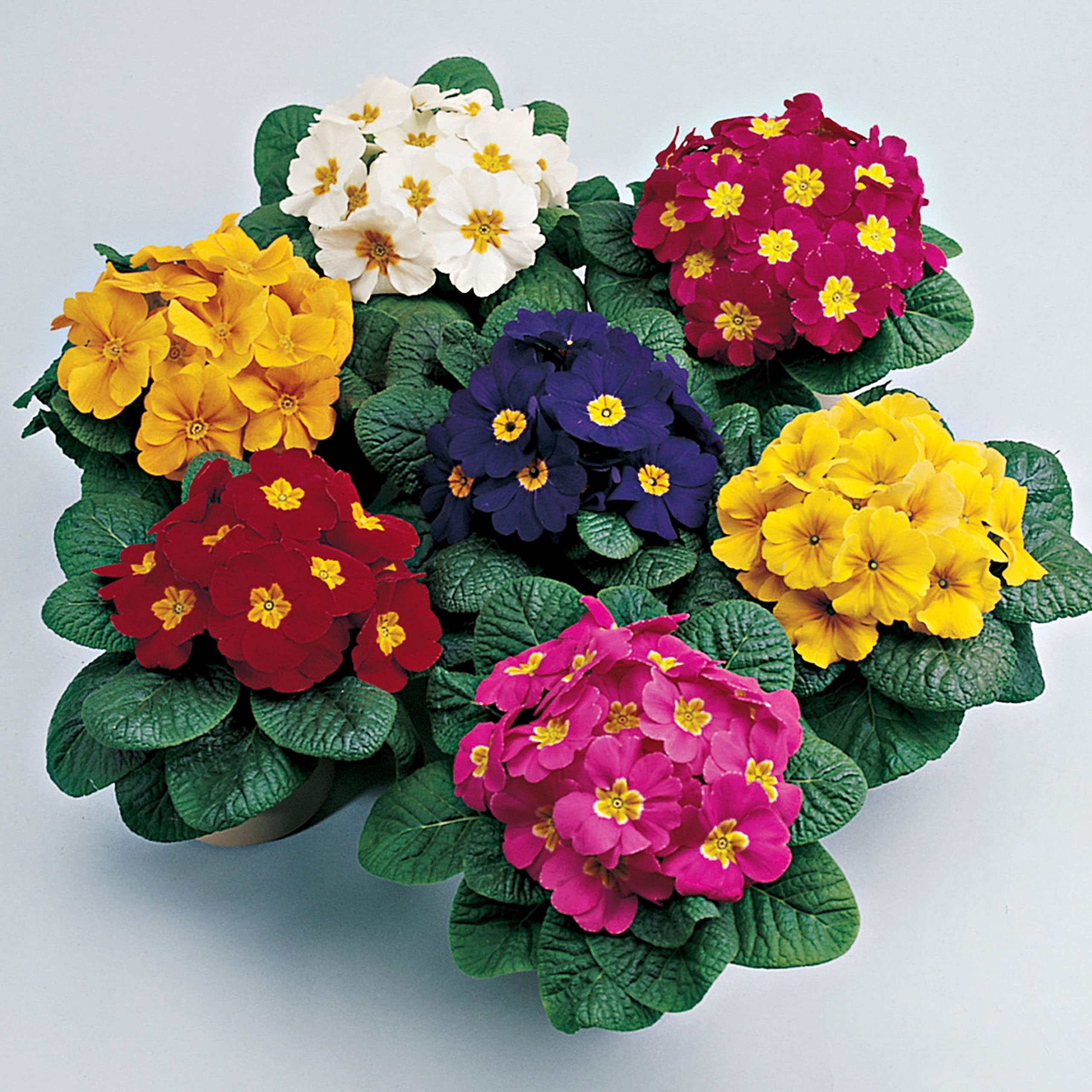 Mini Primrose seeds producing compact flowering plants with delicate blooms in multiple colors, ideal for containers and early spring bedding