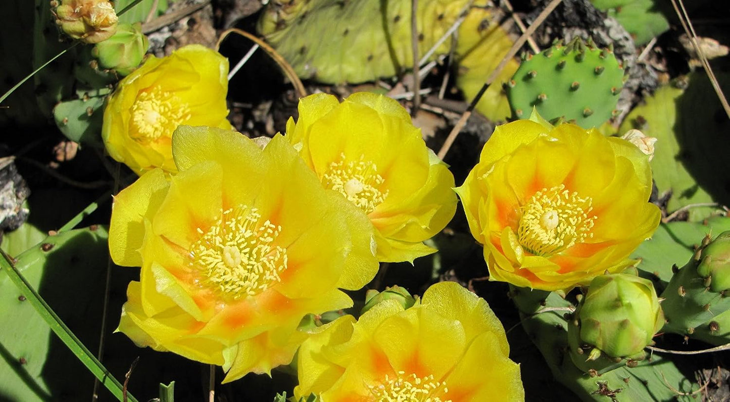 Heirloom Yellow Opuntia Flower Seeds for Planting - Beautiful Flower Seeds for Home Garden, GMO Free Seeds