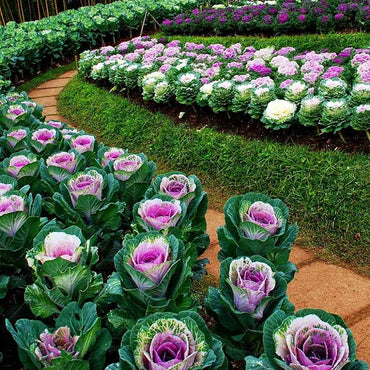 Kale ‘Chidori White’ flower seeds – frilly foliage ideal for decorative planting