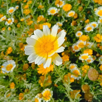 Chrysanthemum Glebionis coronaria Flower Seeds for Planting Crowndaisy Variety in Backyard Garden